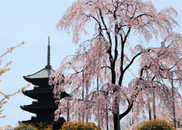 To-ji Temple (Religion king Gokokuji)