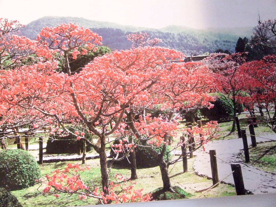 お寺に展示されていた写真