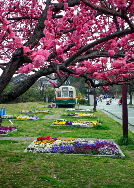 梅小路公園の早咲き桜が見頃となりました 京都プラザホテル 本館 新館 公式 京都駅 観光 ビジネス 梅小路公園の早咲き桜が見頃となりました 京都プラザホテル 本館 新館 公式 京都駅 観光 ビジネス