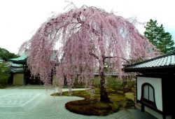 DSCF9855