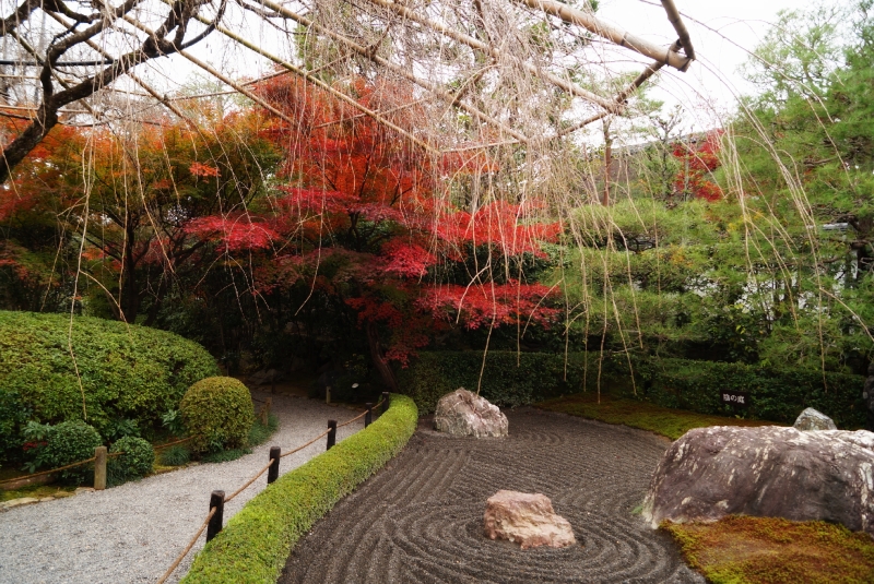 退蔵院　紅葉