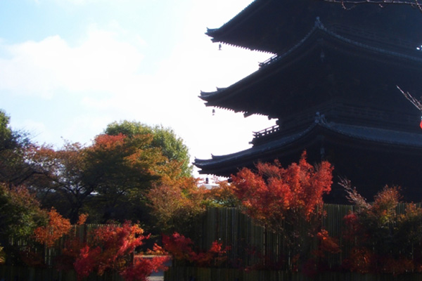 東寺の紅葉