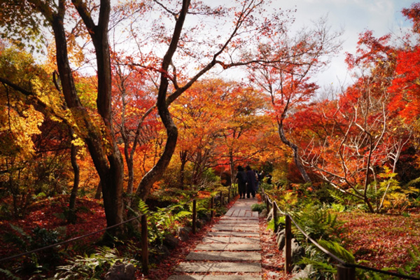 宝筐院の紅葉