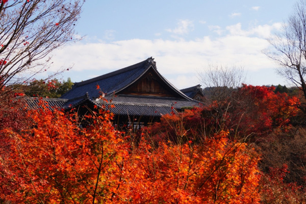 東福寺紅葉散り