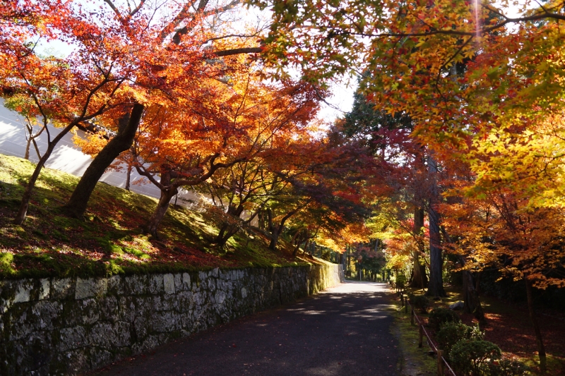 赤山　紅葉