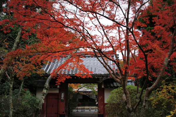 鷹峯