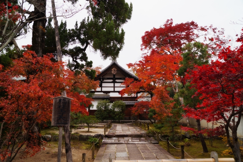 天龍寺紅葉