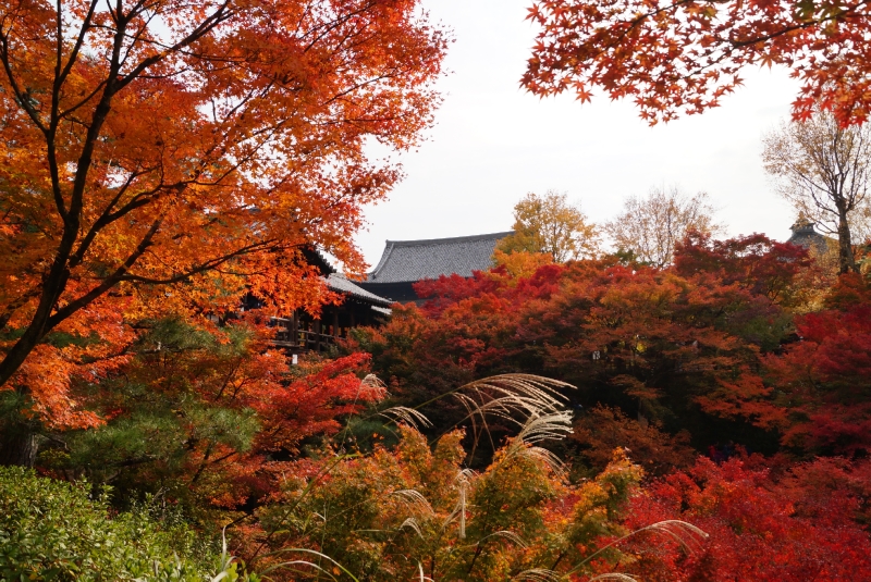 東福寺見頃