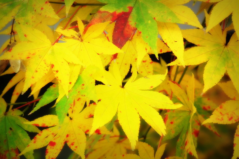 DSCF1574