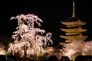 春の東寺