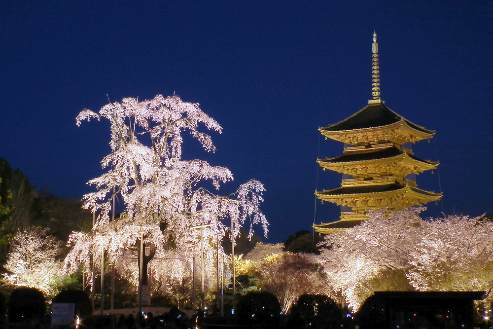 東寺で夜桜ライトアップと金堂 講堂夜間特別拝観が開催されます