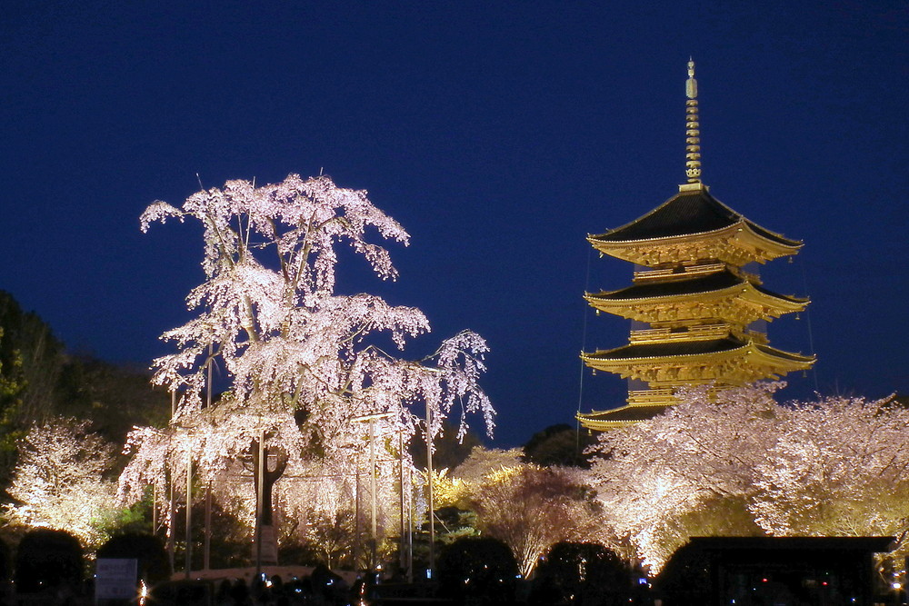 東寺で夜桜ライトアップと金堂 講堂夜間特別拝観が開催されます 京都プラザホテル 本館 新館 公式 京都駅 観光 ビジネス