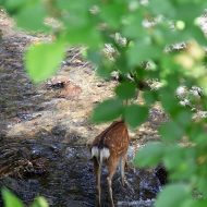 こんな珍しいお客様も