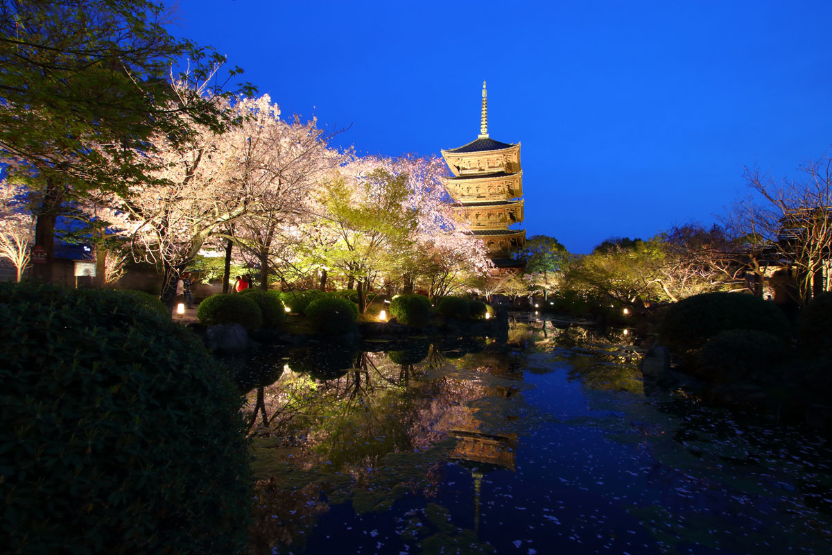 夜桜ライトアップ