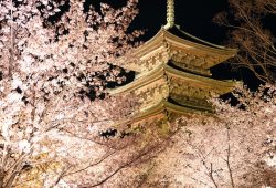 夜桜ライトアップ