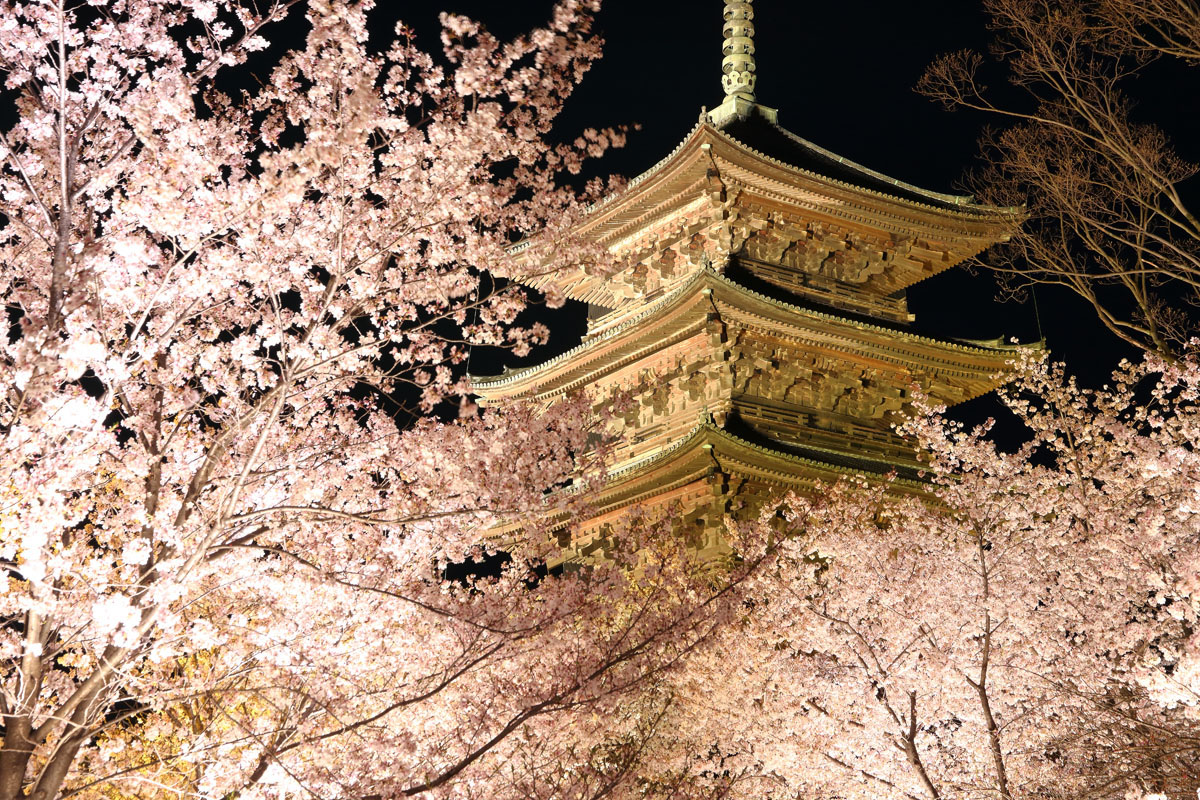 観光情報 東寺 夜桜ライトアップ 22 京都プラザホテル 本館 新館 公式 京都駅 観光 ビジネス