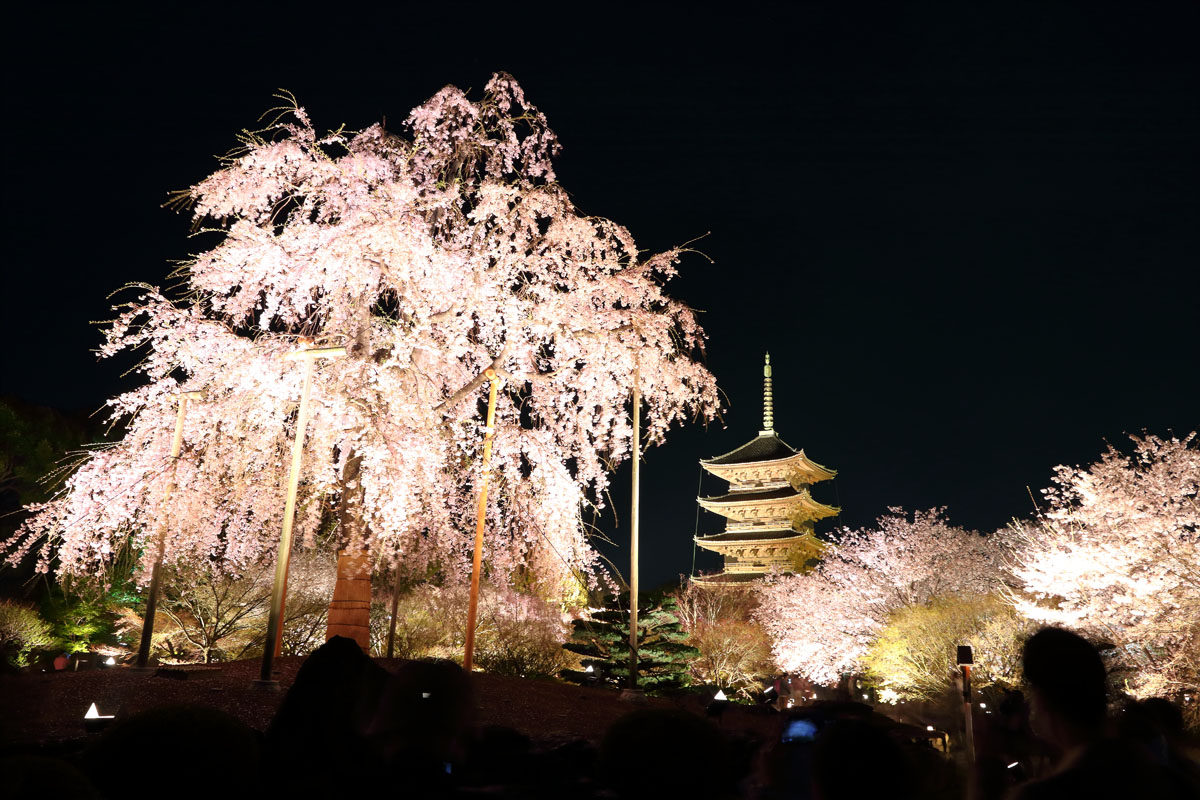 観光情報 東寺 夜桜ライトアップ 22 京都プラザホテル 本館 新館 公式 京都駅 観光 ビジネス