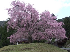 常照皇寺　山門前の桜　DSCF0095.JPG