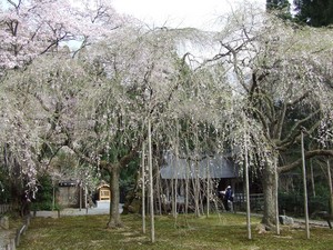 常照皇寺　DSCF0103.JPG